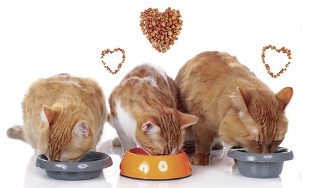 Kattenvoeding: verwenvoer is overbodig
